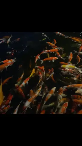 คงมีเพียงฉันยังคิดถึงทุกวัน :D #aylas #เพียงแค่ถามเธอดู #เพลงใหม่ #เธรดเศร้า #เพลงไทย #ยืมลงสตอรี่ได้ 