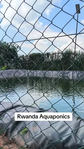 #rwanda #proudlyafrican #practicaltips #crossfit #hydroponics #