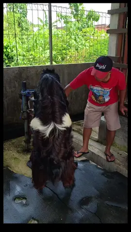 kawinan kendit #kambingkontes #kambingetawa #blitar #kambingsuperjumbo #kakipetungfarmblitar #kakipetungfarm #kandangmewah #kambingjumbo 