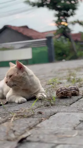 Akur ya 😂 #tortoise #torto #sulcata #babysulcata #kucing 