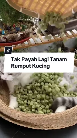 Tak Payah Lagi Tanam Rumput Kucing 😻🌱