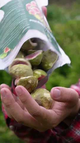 Ăn thử quả sung mỹ #reviewcamlanh #nhuthuynh77 #ancungtiktok 