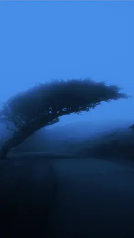 survive myself - my head is empty #fyp #calm #darkaesthetic #ambient #vibes 