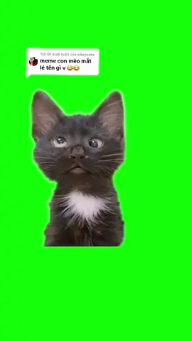 Trả lời @elleyssks đây nha b. b nói tui mới để ý thấy mắt lé thiệt nha😆😆 #catmemes #memecat #memecut #memestiktok #memes 