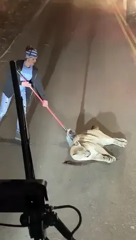 A family rescued a puma and nurtured it by their love #animals #animalrescue #rescue #animalsoftiktok #fyp #animallove #animallovers #puma 