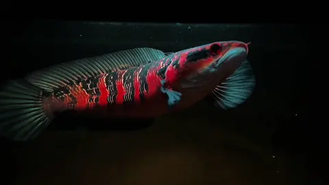 Quả nhạc dành cho lóc cùng chiếc red pankalabun 🫶#flatnanose #lócvẩyrồng #channaindonesia #calockieng #channamaru #xuhuong 