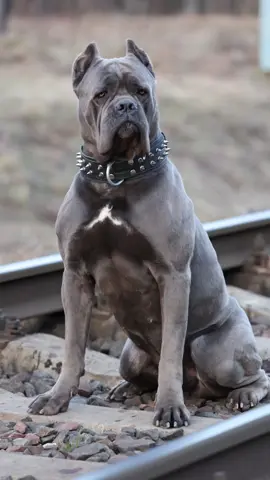 #канекорсобеларусь #рекомендации #canecorso #foryou 