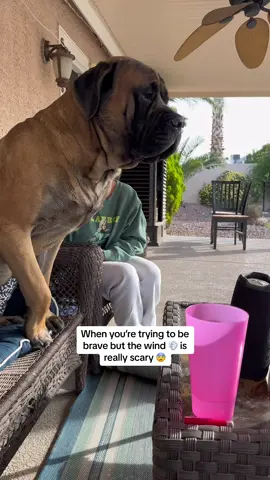#guarddog #dogsoftiktok #fyp #windy #bigdogsoftiktok #pov #mastiffsoftiktok #guarddog #bowsersworld #dogs #mastiffs #bigdogs #hugedog #cutedog #doglife #englishmastiff #besties @morgankiernann 