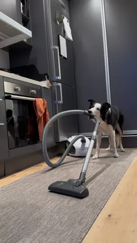 Brillo fortsätter att jobba för veckopengen 🧹 #bordercollie #hundträning #hundarpåtiktok #hund #dogsoftiktok #DogTraining #workingdog #bordercolliesoftiktok #clickertraining #adorable #dog #hundtrick #arbetandehundar 
