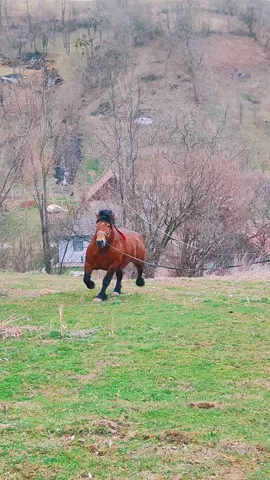 #drumetiicalare #caidesport #cabalo #stronghorses #stronghorse #besthorses #besthorse #viatalatara #romania #armasaridemonta #armasarigrei #cairomanesti #caideagrement #caifrumosi #caidetop #armasaridinromania #caidetractiune #
