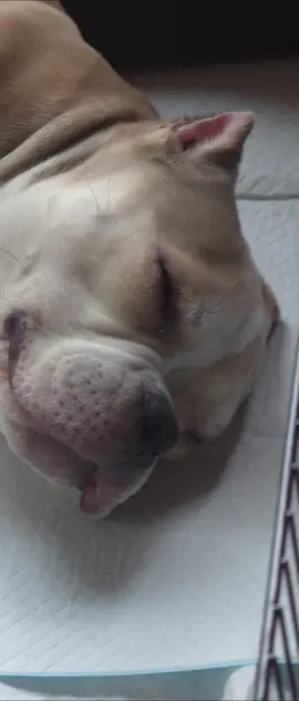 Nikita little sleepy angel✨ ️ #furbaby #microbully #dogs #americanbully #exoticbullies #pets #lovedogs #Love #puppies #mansbestfriend  #adorable #cutedogs #cute #puppy #puppylife  #MicroBullyLove #MicroBullyLife #MiniBullyMagic #BullyPuppyLove #PocketBullyWorld #MicroBullyTraining #BullyHealth #MicroBullyMoments #BullyBreedAwareness  #BullyMeetup2024 #NationalDogDayBully