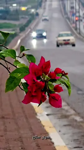 مرۆڤەکان لێرە نـازت ناکێشن هەتا فریشتەکان روحت نەکێشن