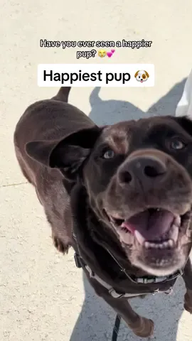 Nothing makes this boy happier than going on a walk and getting a treat halfway 😭💕 #dogsoftiktok #dogsoftiktokviral #puppytiktok #dog #puppy #dogtok #dogtokers #doglover #puppylove #puppylife #PetsOfTikTok 