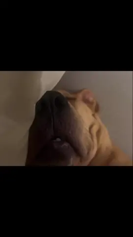 Brock’s inner diologue #fyp #dog #dogtok #puppy #fypシ 