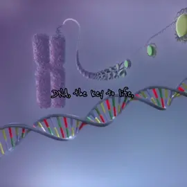 The Central Dogma 🧬💜 #fyp #edit #capcut #Science #sciencetok #scienceedit #capcut_edit #stem #STEMTok #bio #biology #cell #apbio #apbiology #biologytok #biologymajor #dna #thecentraldogma #centraldogma #rna #polymerase #protein #transcription #translation #mitski #mlmam #mylovemineallmine #chromsomes #nucleus #chromosome #adenine #thymine #guanine #cytosine #uracil 