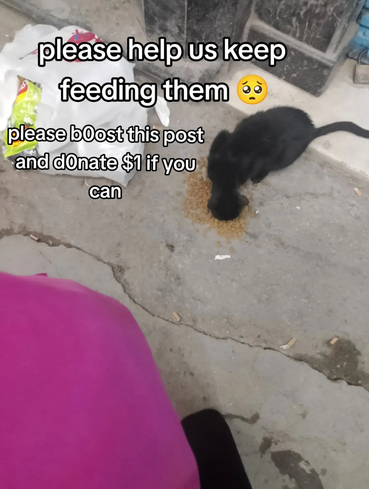 #feedmycat #kittenrescue #kittenrescuestory #kittentok #gofundmecat #gofundmecat #catstiktok #cattiktoker #cattok #catsoftiktok 