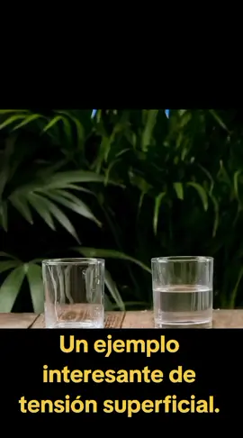 Un ejemplo interesante de tensión superficial. #parati #ciencia #cienciaentiktok #fisica 