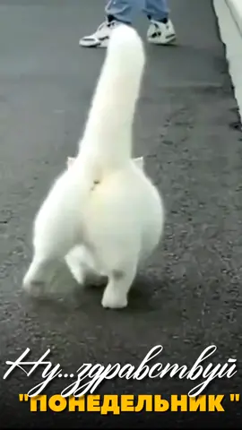#понедельник #доброеутро #добрыйдень #утро #сдобримутром #день #новые #2024 #весна #лето #сторис #видео #рекоминдации #подписка #топ #typ #актив #поздравление #лучшее 