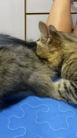 #parati #gatostiktok #jalajalaquebuenaesta😂😂 