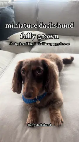 miniature dachshund fully grown! #fluffydachshund #travelfriendlydog #dachshundpuppy #dachshundsoftiktok #adorabledog #smalldogs 