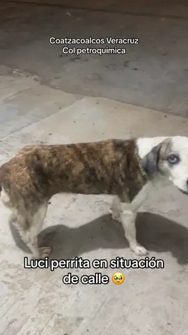 Ella es luci perrita callejera , de la ciudad de Coatzacoalcos Veracruz. Col petroquimica.  La encontramos mi equipo y yo afuera de una estetica donde les ayudan con agua y comida, mas sin embargo notamos que llora contantemente ya que presenta dolor en el tres posterior izquierdo, los habitantes del lugar que ayudan , nos comentaron que hace un par de semas fue atropeyada , creemos que es una posible fractura, la llevare con el médico veterinario para su valoracion…  Si gustas apoyarnos con un like, o ver muestros videos seria de gran apoyo ♥️ siguenos para más contenido para apoyar a mas animalitos 