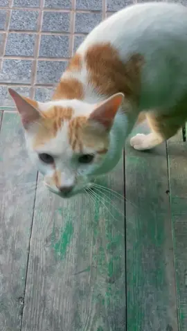 #القوات_المساعدة #المخازنية 