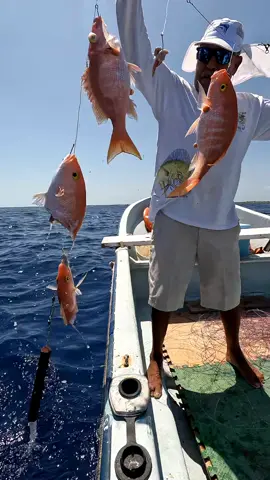 La pesca del día, Solo que el tiburon hizo de la suya. #caribefishing #deepdropping #deepdropfishing #huachinango #puntaallenmexico #puntaallen #pesca #pescador #pescaartesanal #pescacomercial 