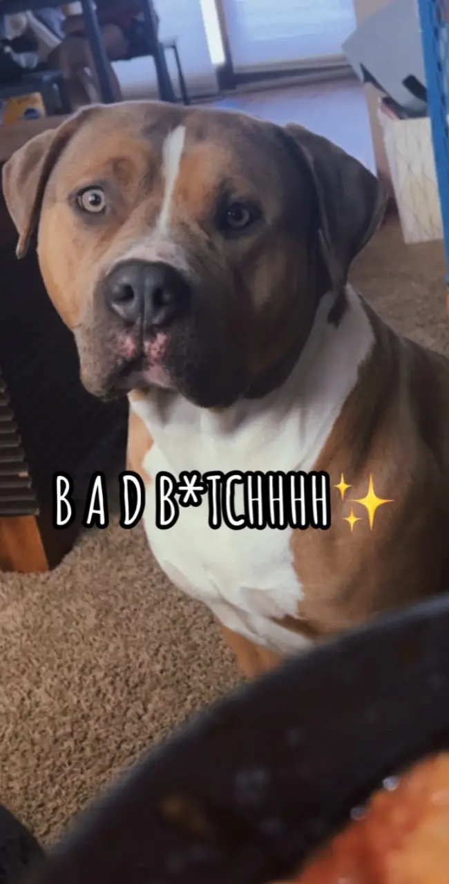 #pitbull #pitbullsoftiktok #pitbulltiktok #xlbully #familypet #baddiefriend #furmom #tiktoktrend #MomsofTikTok #momlife #prettygirl #prettydog #foryou #minnesota #dontbullymybreed❤ #following #mama #womensupportingwomen #sunday #iykyk 
