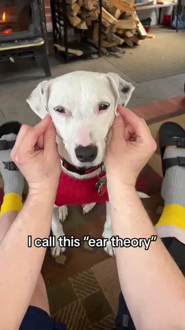 She went from english bull terrier to Dalmatian #eartheory #hairtheory #dogs #dogsoftiktok #cutedogsonly #doggos 