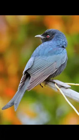 It has excellent learning ability and will imitate the alarm calls of more than 50 animals, and then cheat their food.Fork Tailed Drongo (Dicrurus adsimilis).Wildlife birds.#bird #drongo 