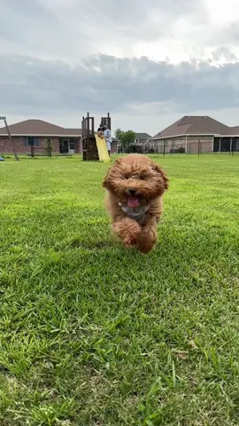 I 🩷 Lucy - my Puppy neice #PuppyLove #Sundayvibes #cutepuppyvideos 