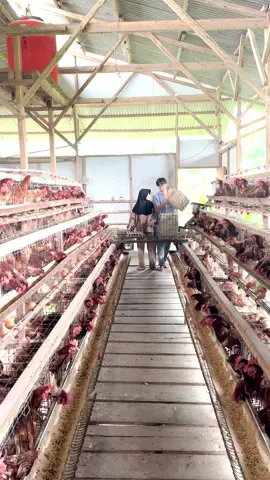 panen telur 🐓🥚#bisnisayampeternak #ayampetelurindonesia #peternakanindonesia #bisnispeternakanindonesia #fypシ #fypシ゚viral #fypdong 