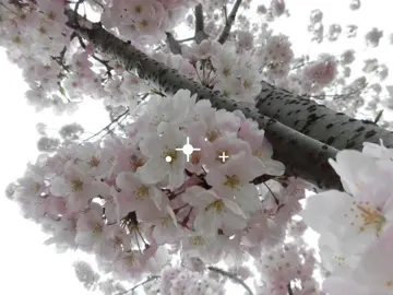 I want to be pretty like them… 🩰 #fyp #cherryblossom #sakuratree #nature #pinterest #japan #coquette #sawako #pinterest #pink #aesthetic #shoujo #shoujogirl #🎀 #life #桜の花 #日本 #quietplace 