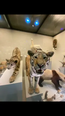 The Zoological Museum at the University of Zurich showcases a diverse collection of animal specimens, ranging from mammals and birds to marine life and insects. These specimens are meticulously preserved and displayed to provide visitors with an immersive experience into the world of zoology. The museum aims to educate the public about the diversity of animal life, evolution, and ecological relationships. Through its exhibits and educational programs, the Zoological Museum fosters a greater appreciation for the natural world and the importance of biodiversity conservation.