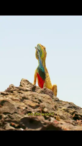 #lizard #animalsworld #fyp #rivalinlove 