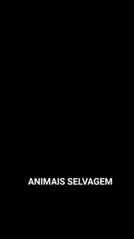 #sejacriadortiktok #animais #selvagem 