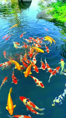 #cachepsutu #chepsutu #chepsututrang #cáchépsưtử #chépsưtử #chépsưtửtrắng #cachepsututrang #cáchépsưtửtrắng #xuhuong #tiktok #cacanh #cácảnh #shortbody #arowana #carong #cárồng #trend #facebook #cá #ca #shortbodyfish #siamesetigerfish #tigerfish #giaitri #mêcácảnh #cácảnhđẹp #xuhuongfacebook #xuhuongtiktok #cacanhanhsaomai #tiktokgiaitri 