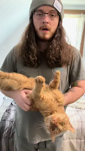 We have upgraded the kitty jail #orangeflavoredcat #orangecatbehavior #orangecatsoftiktok #catsoftiktok #orangecatsarethebest #orangecats 