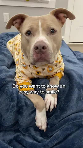 Did it work? #dogs #dogsoftiktok #pitbull 