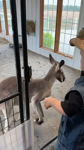 Nature is sometimes violent🤷🏽‍♂️🤣🤣🤣 #kangaroochoking #kangroo #dontplaywithhim🤣🤣🤣 