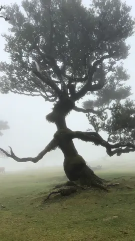 📍Mystical Fanal 🌿 Whispering trees, ancient as time, stand guard in Madeira’s magical heartland.  Welcome to Fanal, where the air is filled with the scent of earth and the sound of silence. 🍃 Whom does this tree resemble? 🧙‍♂️  Write in the comments below 👇🏼 #Fanal #MadeiraMagic #ForestWhispers #NatureLullaby #AncientTrees #MysticalMadeira #HikingParadise #SoulfulTravel #MadeiraMoments #MysticalTree #Groot #Ent #Wizard 