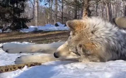 #wolfposting • sorry for not posting regularly guys i gotta get back to it !! [tags: #fyp #fypシ #fypage #wolf #wolves #dogs #mefr #viral #xyz #silly]
