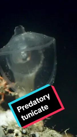 GLUMP!! What sound would a predatory tunicate make? Resembling a piranha plant from Super Mario Bros., these transparent invertebrates live anchored along the deep sea canyon walls and seafloor, patiently waiting for unsuspecting prey to wander by or swim into their cavernous hoods.  #montereybayaquarium #deepsea #ocean #aquariumtok
