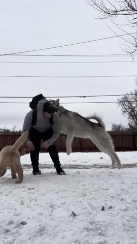 Barry tackles too 😅 #dogsoftiktok #goldenretriever #puppy