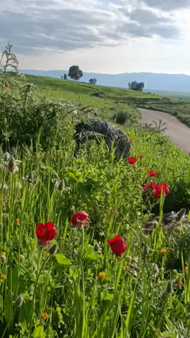 الياس خضر #سهل الغاب#قسطون#قسطون_شاغوريت_اللج #ربيع🌺🌺 🩵