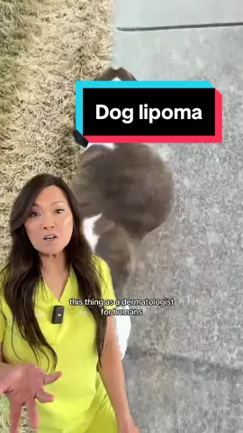 #duet with @Reno’s and Remo’s What a cutie! I’m glad she is recovering well 🫶 Fun fact: I also had a dog with a lipoma when I was young 🥹  #drpimplepopper #lipoma #dogsoftiktok #dppreacts 