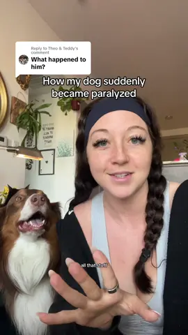 Replying to @Theo & Teddy heres the storytime! #annpe #ivdd #spinalcordinjurydogs #dogsoftiktok #cooperstrong 
