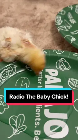 #hatchingeggs #chickens 