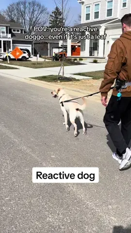POV: you’re a reactive doggo…to literally anything…even a leaf blowing in the wind 😂🤦🏻‍♀️🙃 #dogsoftiktok #dogsoftiktokviral #puppytiktok #dog #puppy #dogtok #dogtokers #doglover #puppylove #puppylife #PetsOfTikTok #reactivedog 