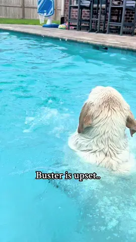 Buster is Upset…#d#dogsofttiktokc#cutedogsl#lovedogsd#dogvideosd#dogloved#dogloversd#dogoftiktokc#cutepetspettok 